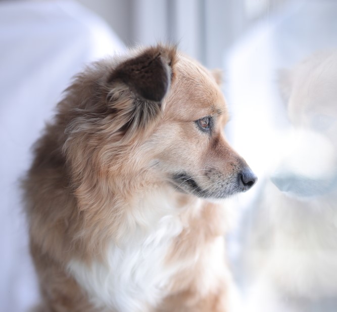 Kostisha - Our Beloved Dogs